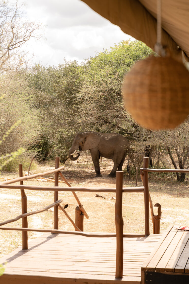 Selous Camp Portrait 2