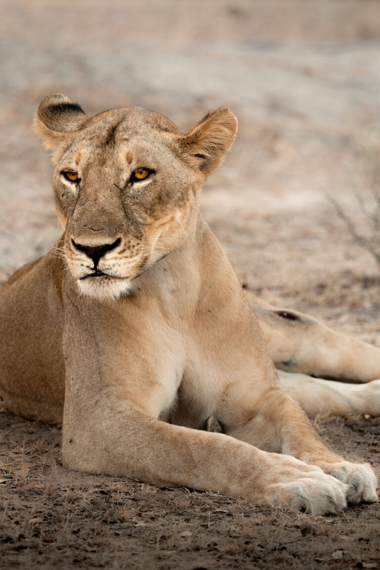 Selous Camp Portrait 14